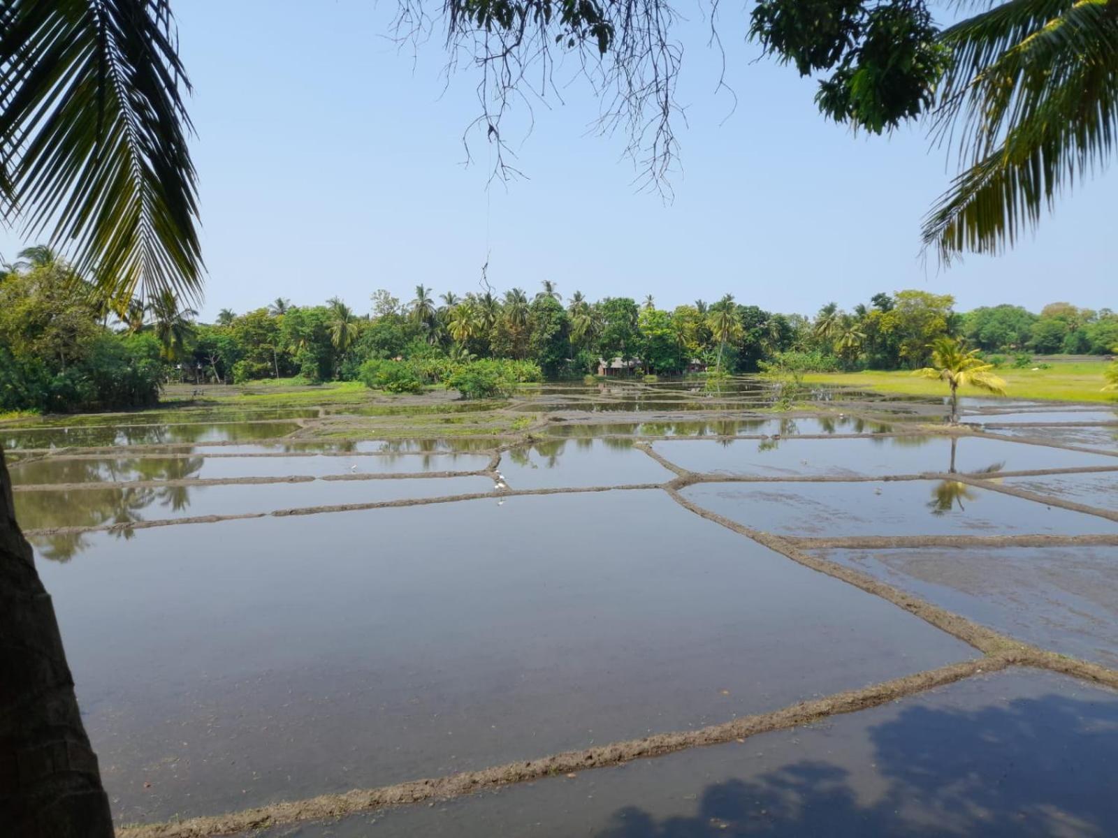 Man Guest Polonnaruwa Hotel Bagian luar foto